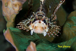 Lionfish @ Anilao by Taco Cheung 